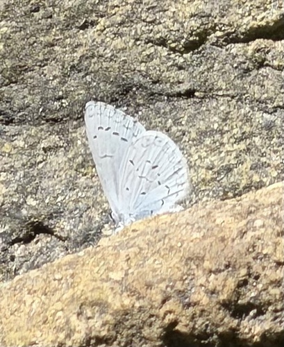 iNaturalist observation photo of Echo Azure
