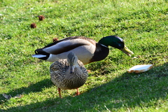 Anas platyrhynchos