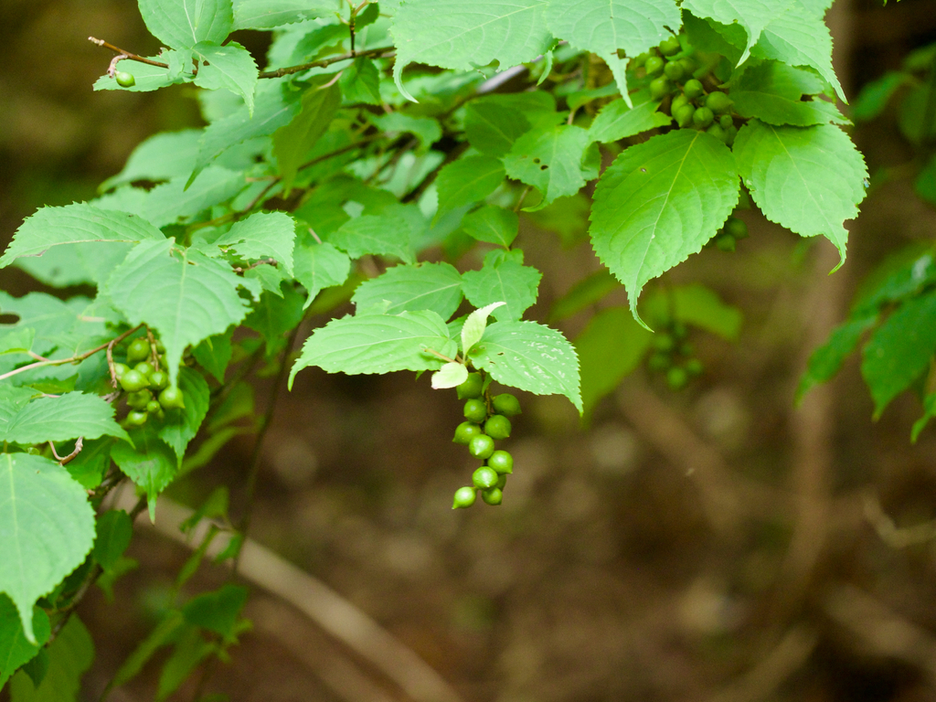 Stachyurus praecox; photograph (c) りなべる, some rights reserved (CC BY)