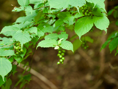 Stachyurus praecox