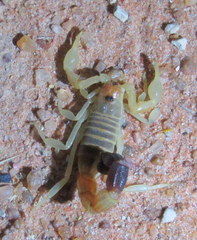 Parabuthus laevifrons