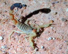 Parabuthus laevifrons