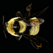 Bombini - Photo USGS Bee Inventory and Monitoring Lab, ei tunnettuja tekijänoikeusrajoituksia (Tekijänoikeudeton)