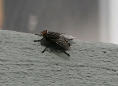 Sarcophagidae