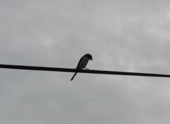 Lanius collaris collaris