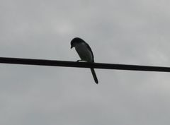 Lanius collaris collaris