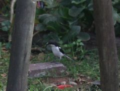 Lanius collaris collaris