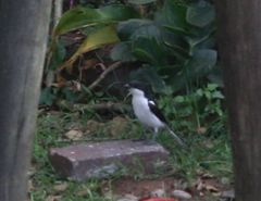 Lanius collaris collaris