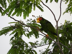 Amazona xantholora
