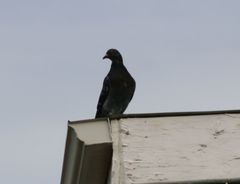Columba livia domestica
