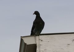 Columba livia domestica