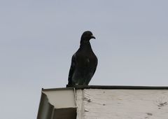 Columba livia domestica