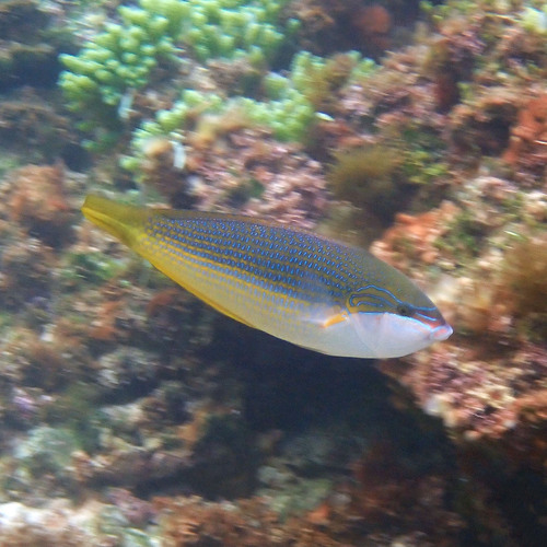 Anampses elegans observed 2026-06-13