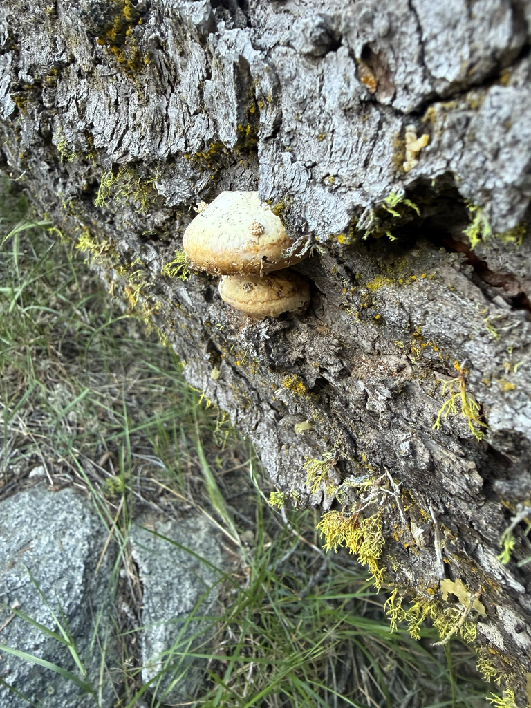 Veiled Polypore · June 2026 · photo: Photo: no rights reserved · iNaturalist