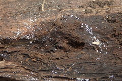 Flagelloscypha minutissima