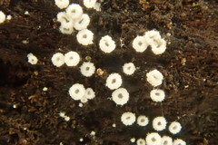 Flagelloscypha minutissima