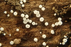 Flagelloscypha minutissima