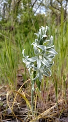 Ornithogalum boucheanum