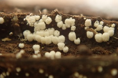 Flagelloscypha minutissima