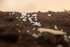 Flagelloscypha minutissima