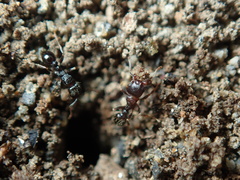 Tetramorium tsushimae
