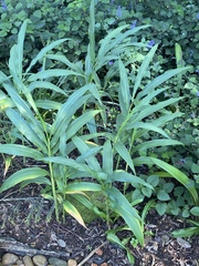 Siphonochilus aethiopicus