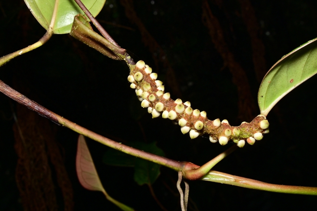 Anthurium tonduzii Engl.