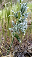 Ornithogalum boucheanum