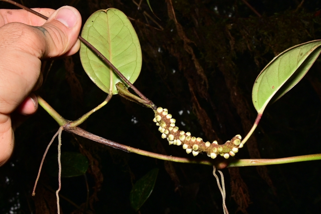 Anthurium tonduzii Engl. 2