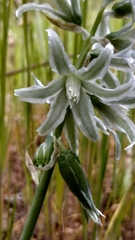Ornithogalum boucheanum