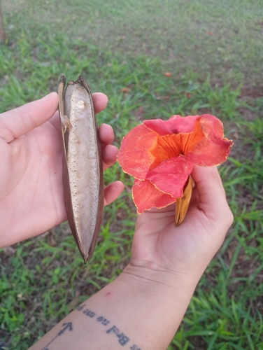 African tulip tree
