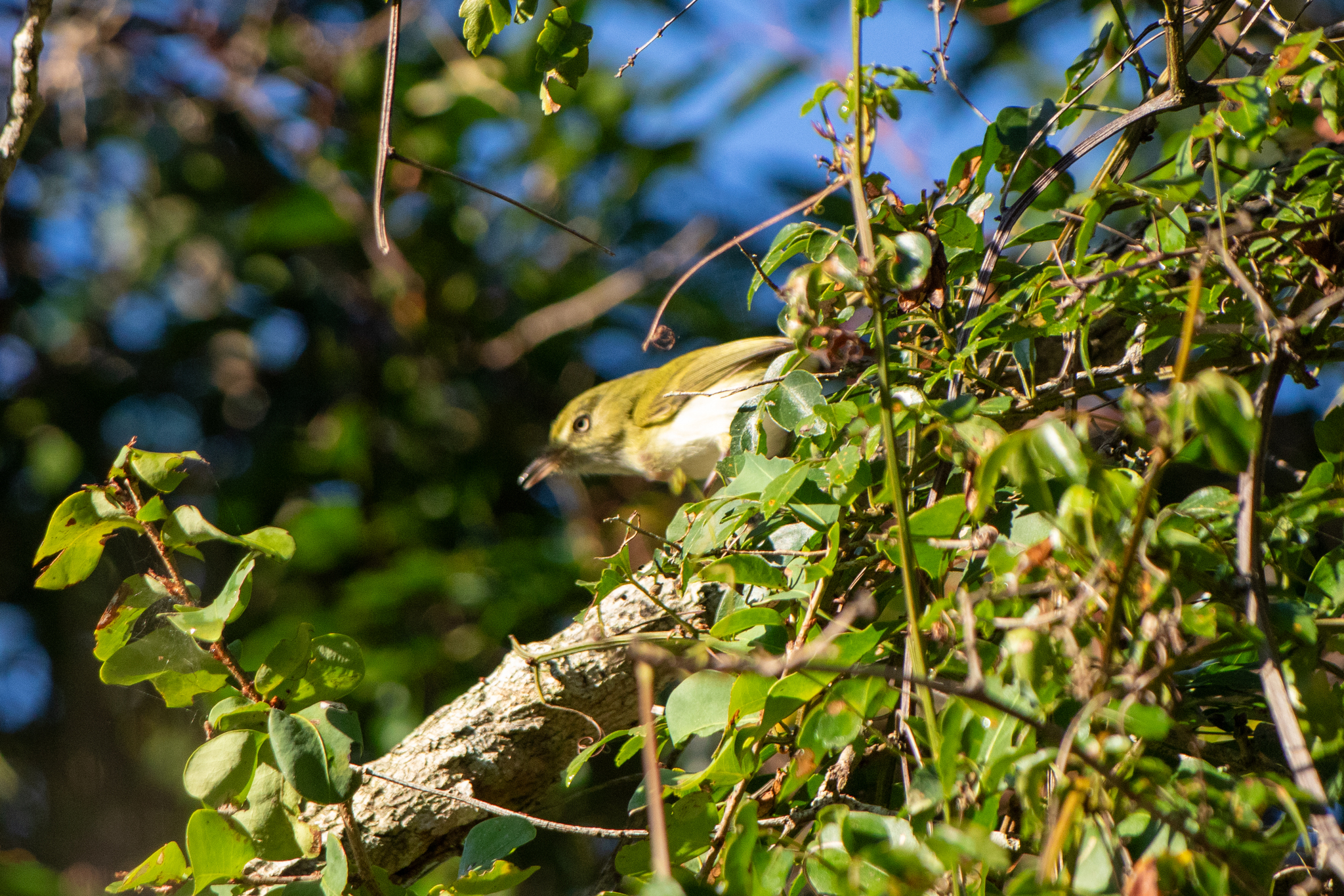 Lemon-chested Greenlet (Hylophilus thoracicus), photo 3
