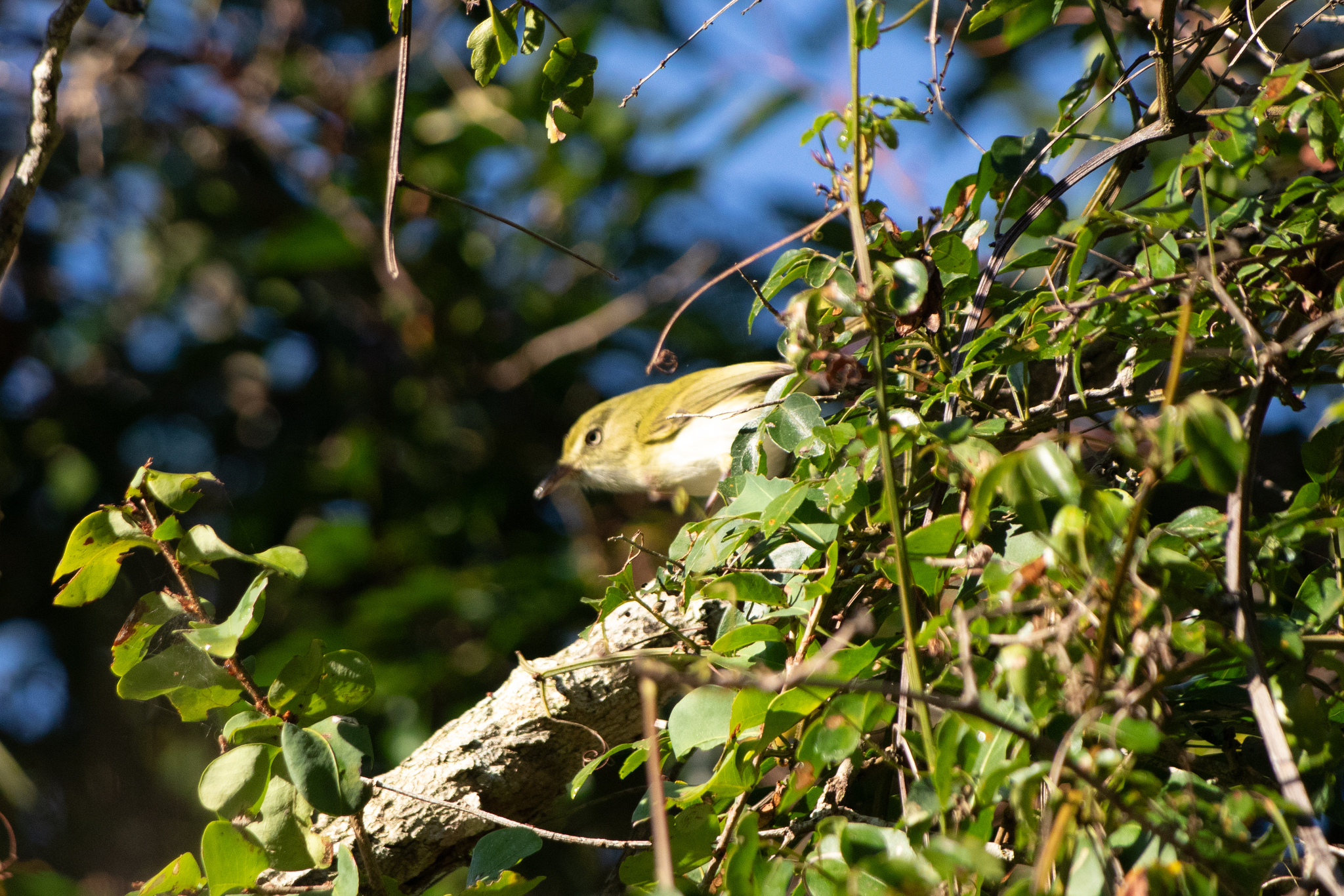 Lemon-chested Greenlet (Hylophilus thoracicus), photo 4