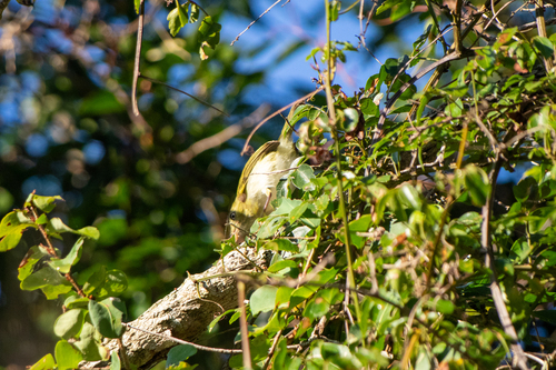 Lemon-chested Greenlet (Hylophilus thoracicus), photo 9