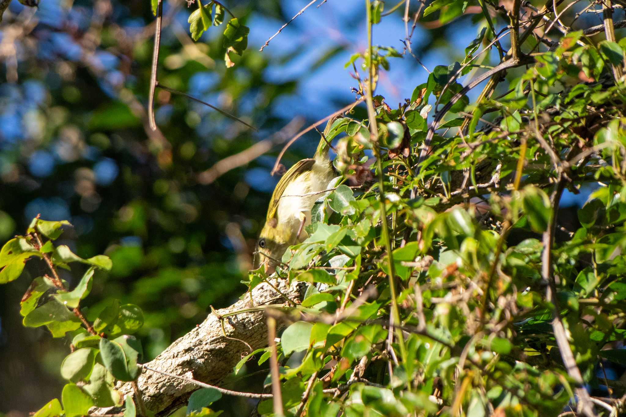 Lemon-chested Greenlet (Hylophilus thoracicus), photo 5