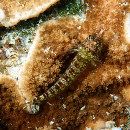 Enneapterygius rufopileus observed 2026-06-14