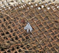 Margarodidae