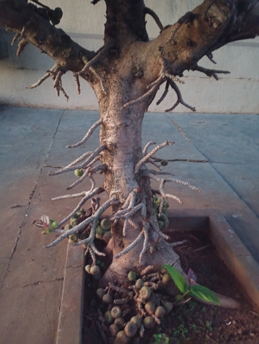 Roxburgh fig