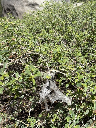 iNaturalist observation photo of Western Tent Caterpillar Moth