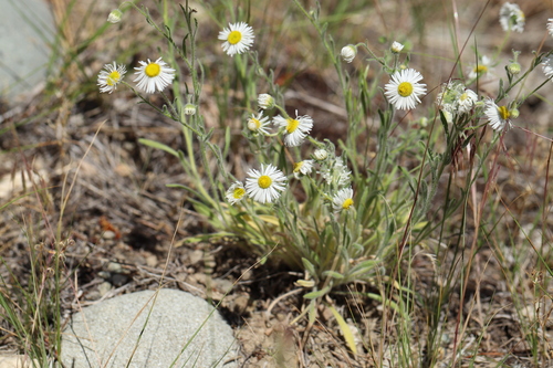 Erigeron pumilus, photograph 6