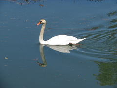 Cygnus olor