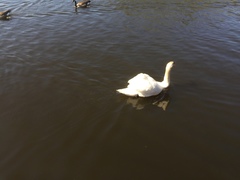 Cygnus olor