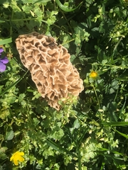 Morchella esculenta