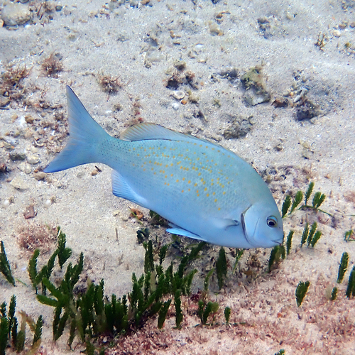 Girella cyanea observed 2026-06-14