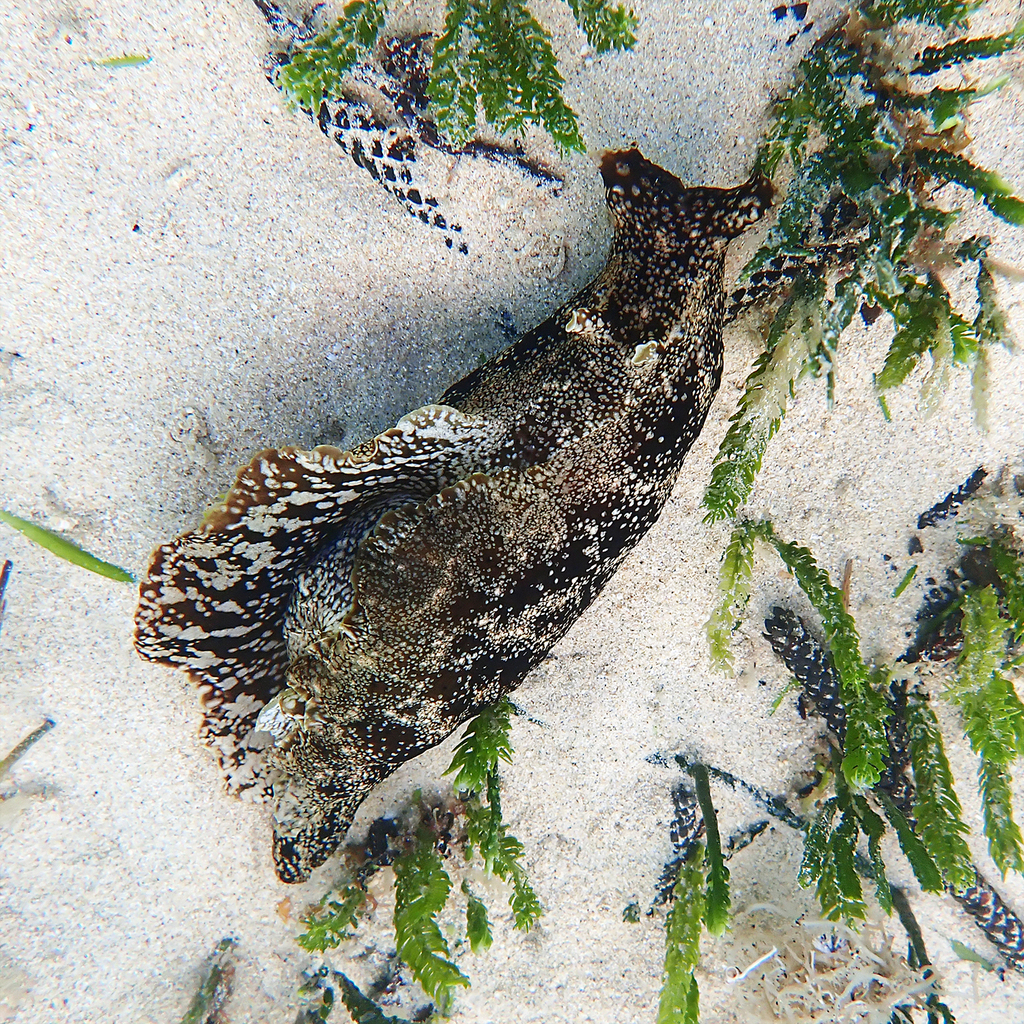 Reticulated sea hare