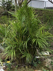 Dypsis lutescens
