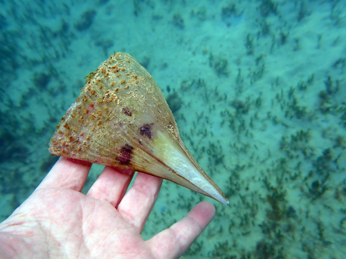 Pinna muricata observed 2026-06-18