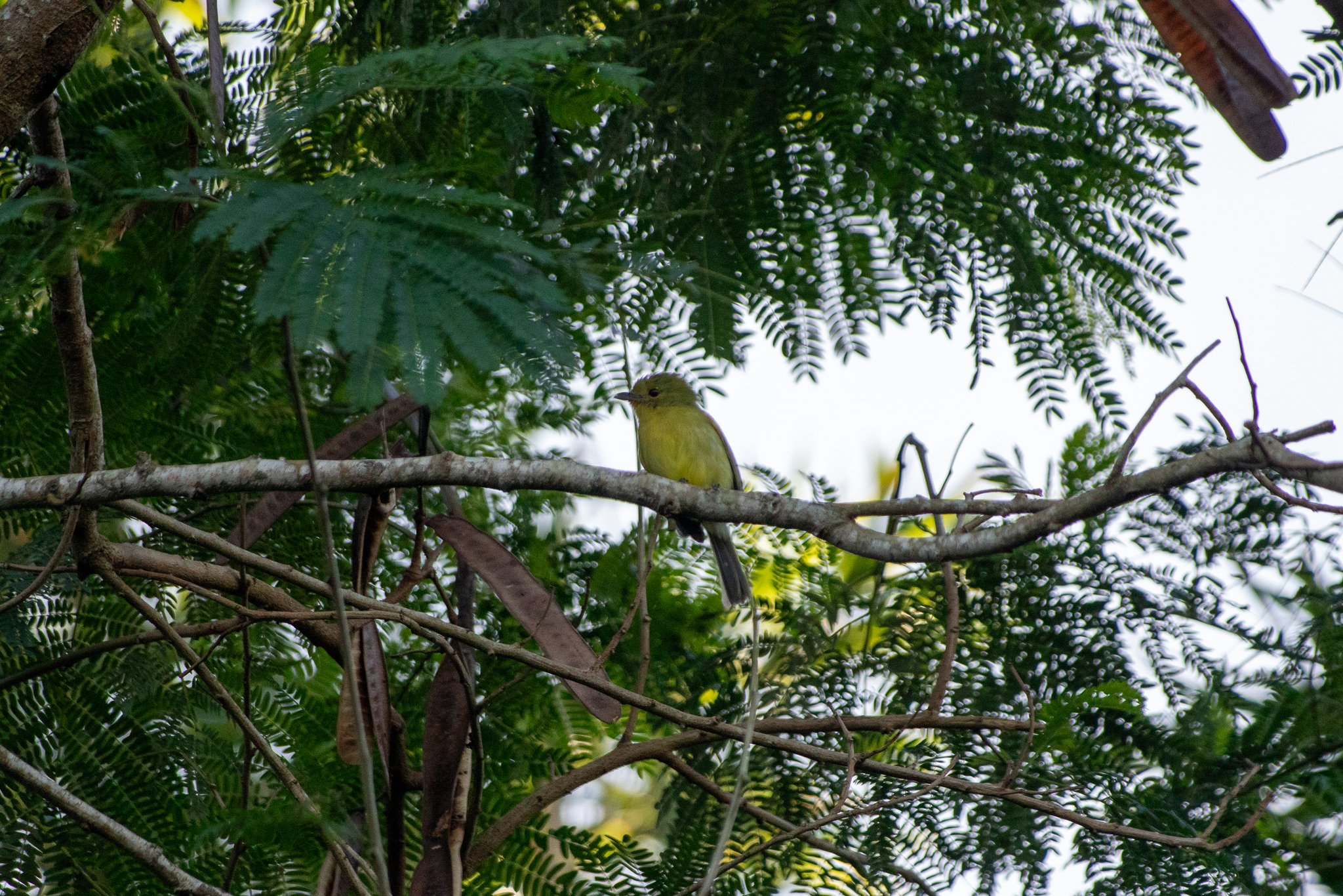 Ochre-lored Flatbill (Tolmomyias flaviventris), photo 4