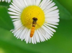 Sphaerophoria menthastri