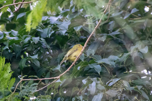 Ochre-lored Flatbill (Tolmomyias flaviventris), photo 5